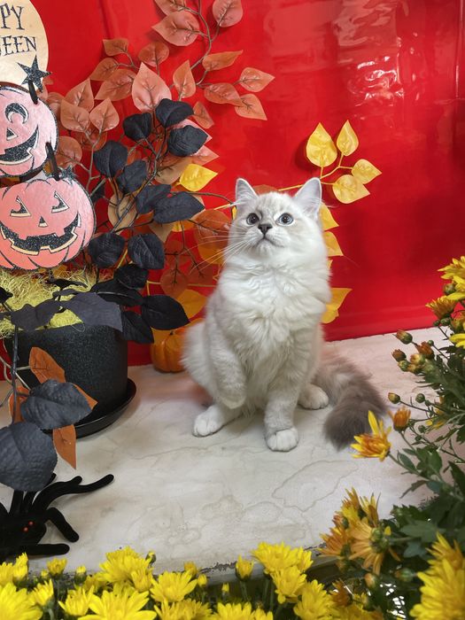 Регдолл, котёнок, кот, Ragdoll