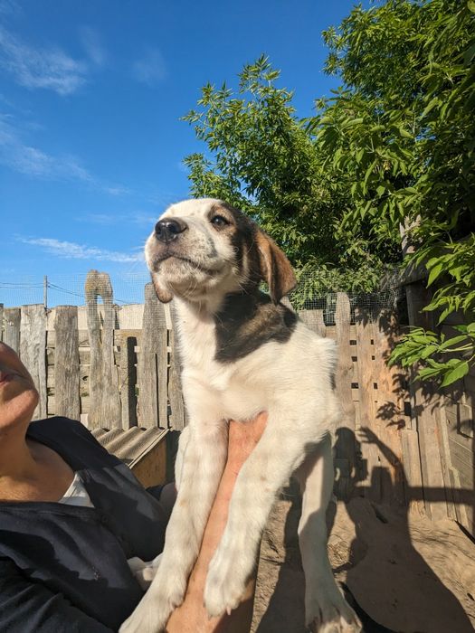 Щенята врятовані з вулиці, вакциновані шукаю родини хлопці та дівчата