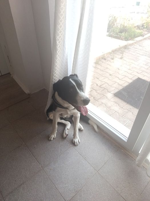 Doação responsável cão
