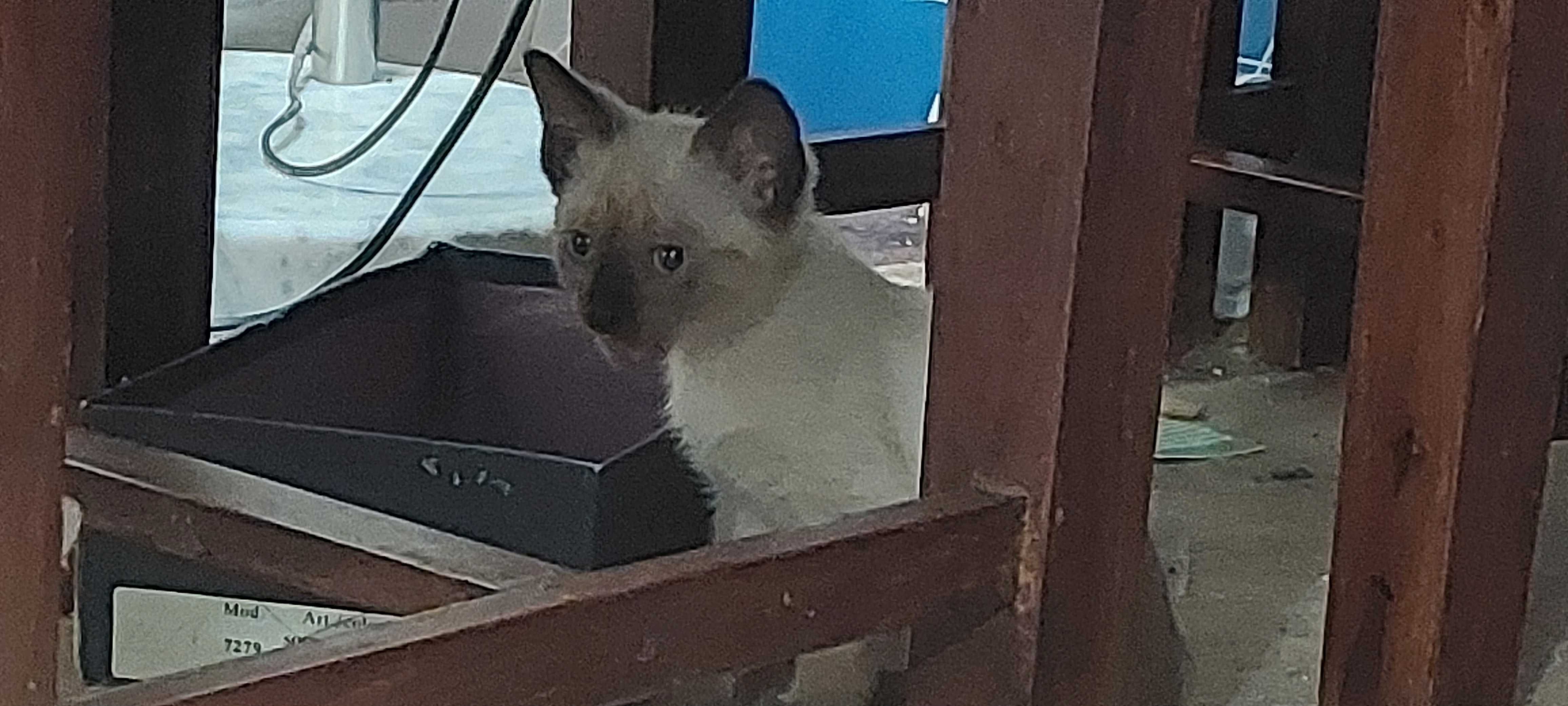 Gatinhos para Adoção