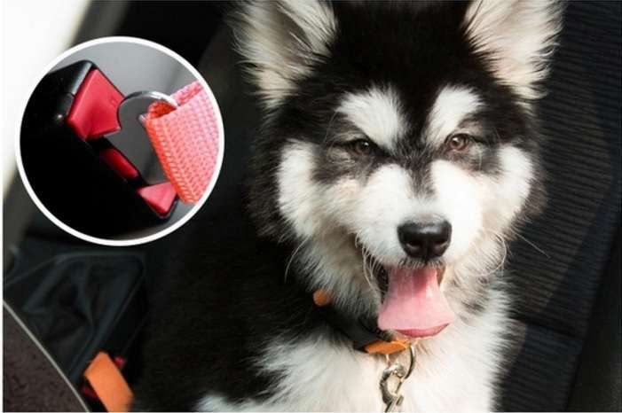 Trela Cinto de Segurança para Cão - Preto - ARTIGO NOVO EMBALADO
