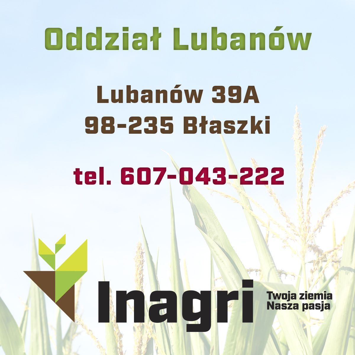 Kukurydza Ułan F1, C1, opak. 50 tys. nas. | dlaroslin.pl