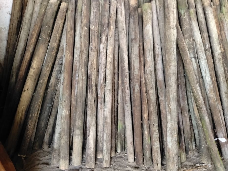 Paus tratados Baratos