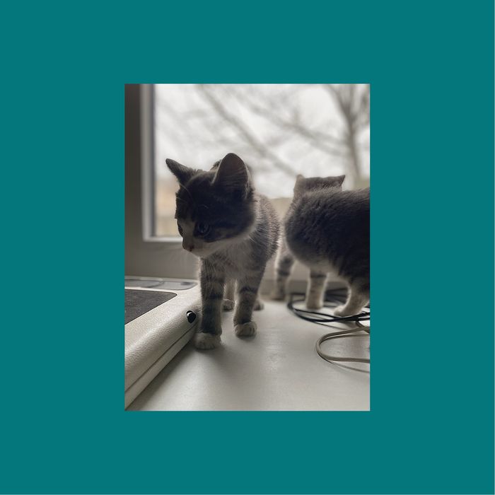 Кошеня шукає родину (дівчинка та хлопчик)