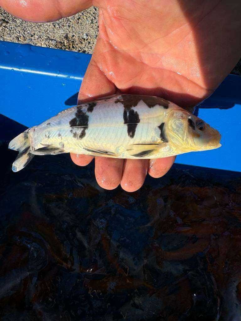 Karp Koi Narybek Karpia Koi Japoński