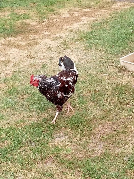 Продаю півнів лівенської-ситцевої породи 2022 року