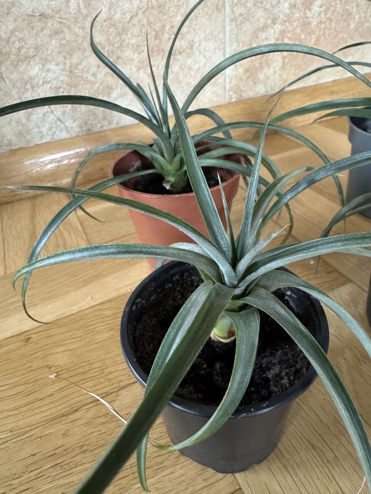 Ananas corona kwiat doniczkowy sadzonka