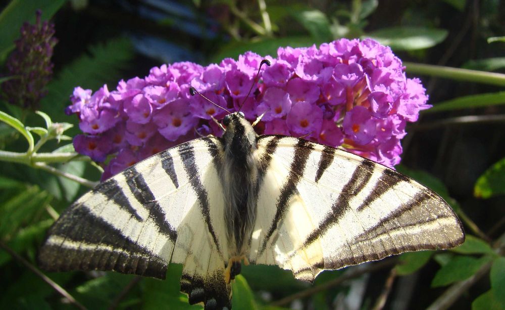 Budleja x2 kwiat motyli + świetny gratis!