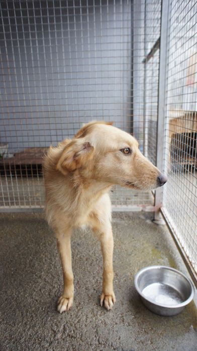 Rosinha cadela jovem porte medio muito meiga