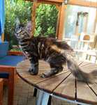 Maine Coon kotka z rodowodem FPL – Jaga
