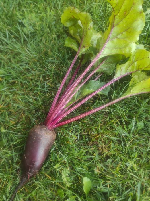 Burak ćwikłowy, buraczki podłużne