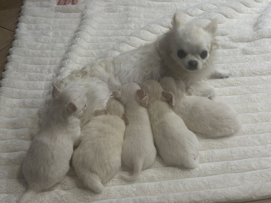 Maleńki chihuachua xs chlopczyk