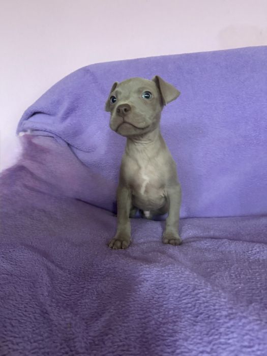 American Pit Bull Silver Fawn