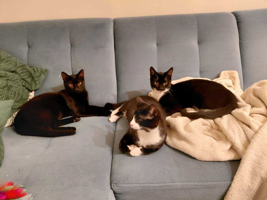 przepiękne kilkumiesieczne kocurki szukaja domków