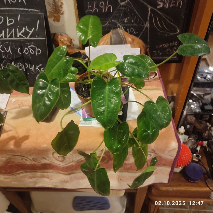 бурле макс   красивый куст