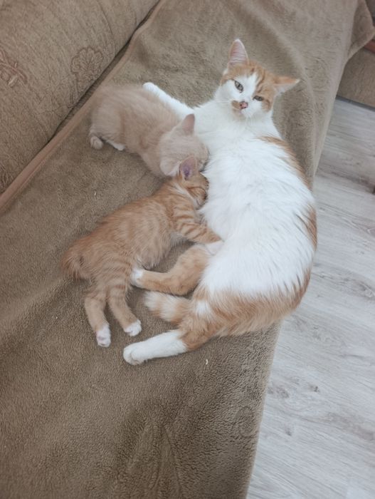 Oddam kotka  dobre ręce