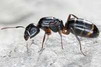 Camponotus fallax мураши