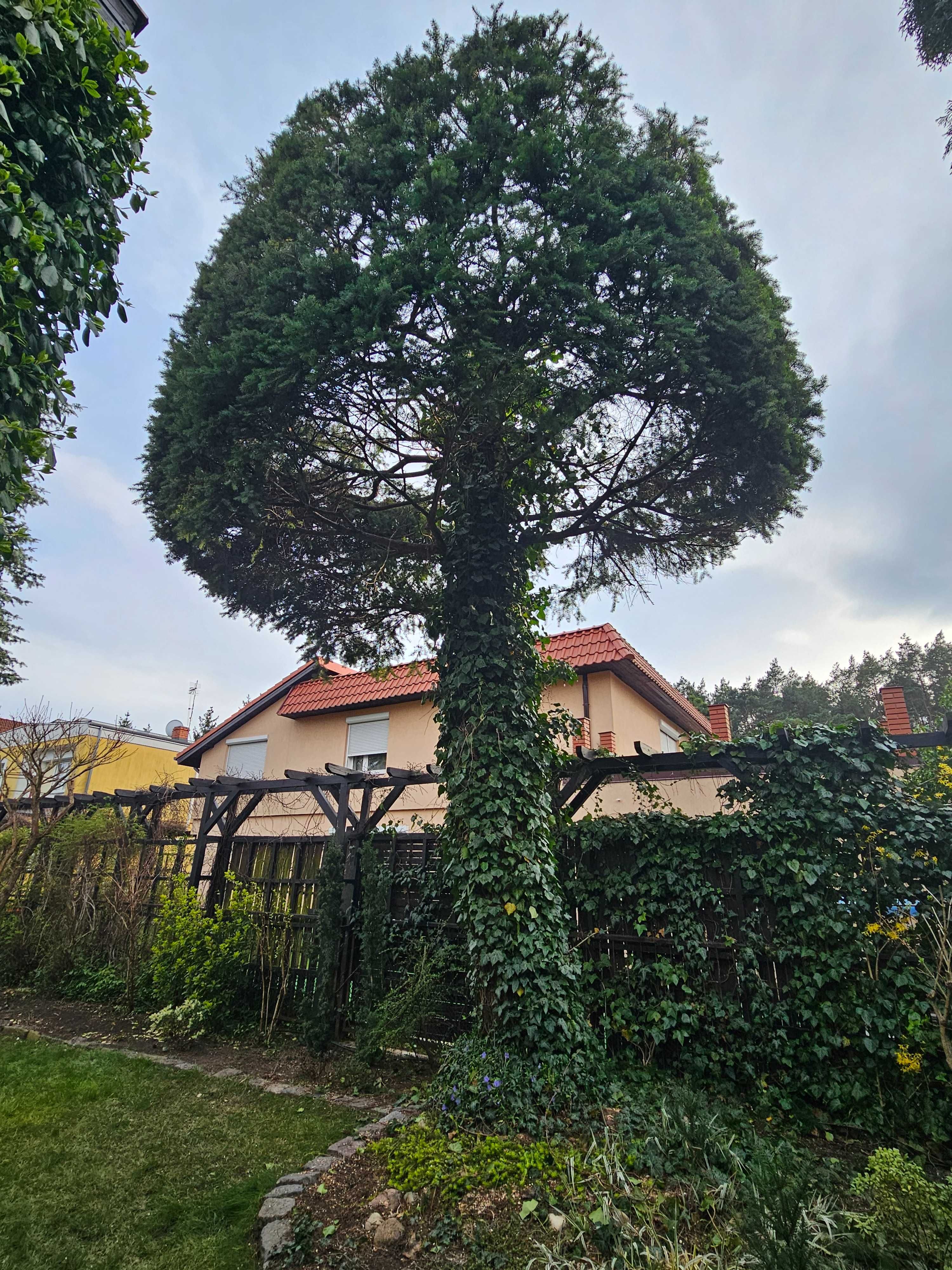 Wycinka drzew. przycinanie drzew, pielęgnacje drzew, karczowanie