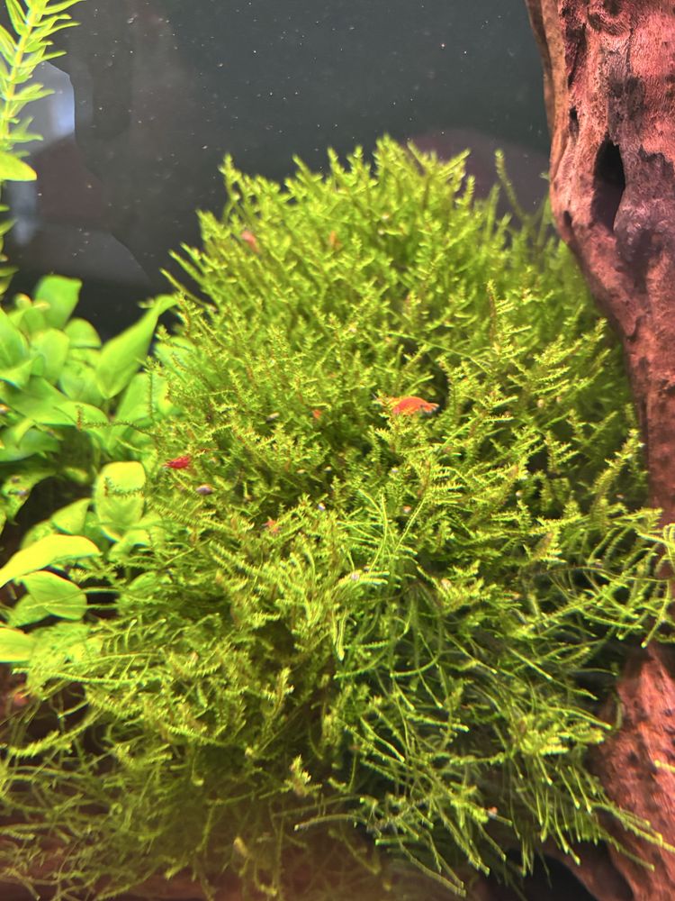 Krewetka neocaridina red cherry