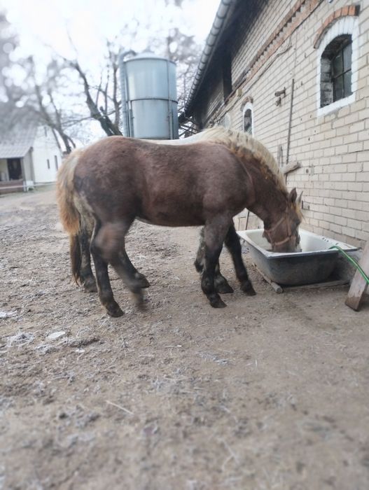 Sprzedam klacz i źrobki