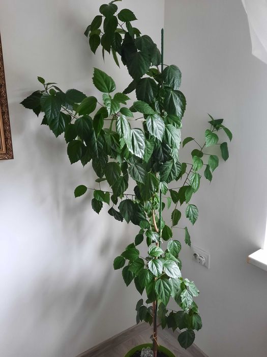 Китайська рожа і гібіскус кімнатна