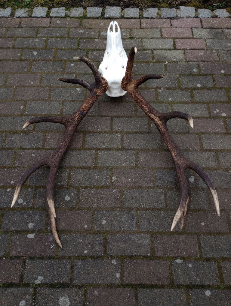 Poroże jelenia - wieniec 14-tak 6,30 kg