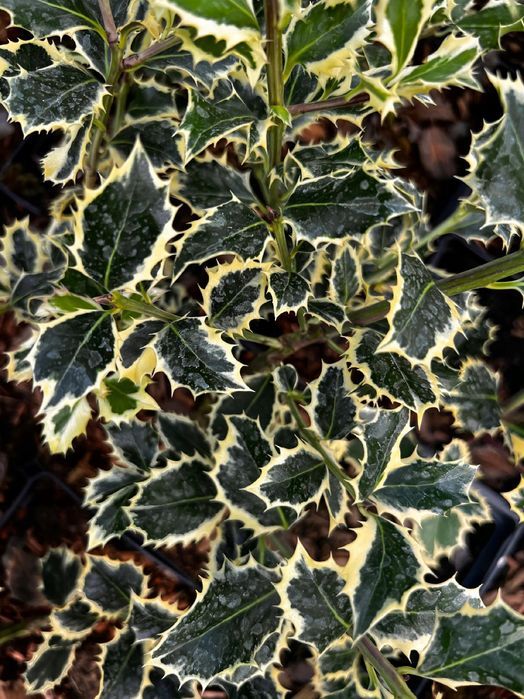 Ostrokrzew kolczasty 'Silver Queen' (Ilex aquifolium) Doniczka 2.0L