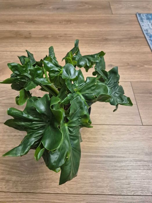 Filodendron selloum Super atom