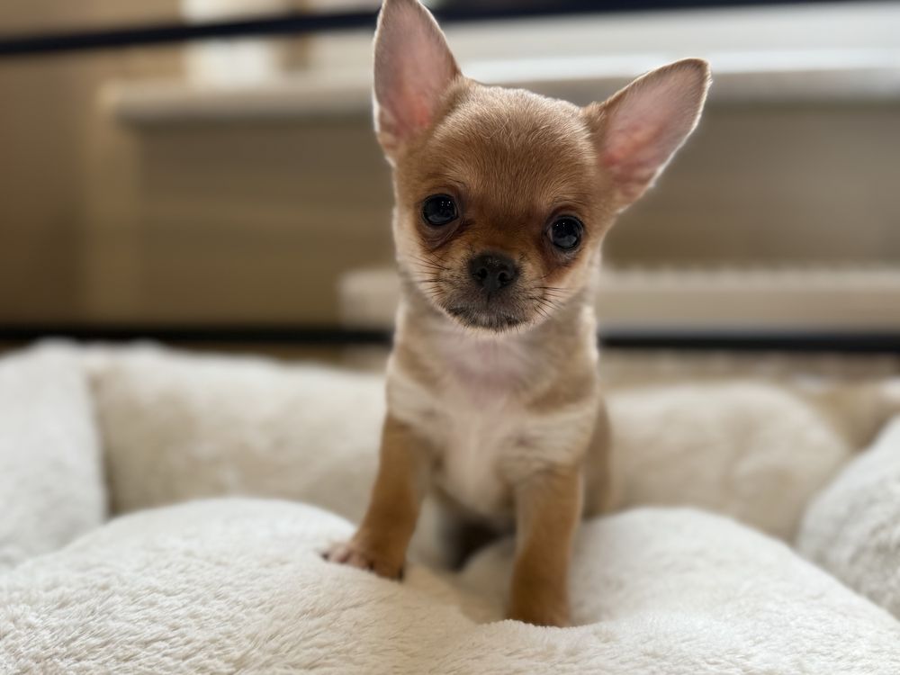 Sunia krótkowłosa chihuahua FCI