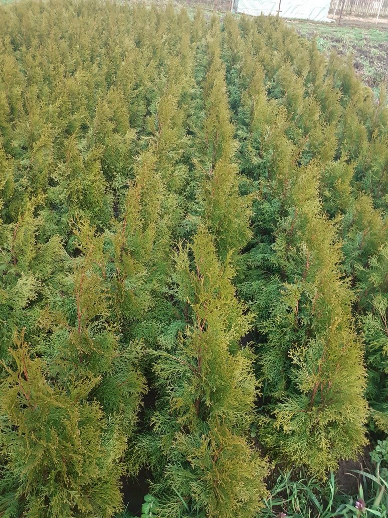 Tuja, Thuja Szmaragd  80-90 cm kopana z gruntu