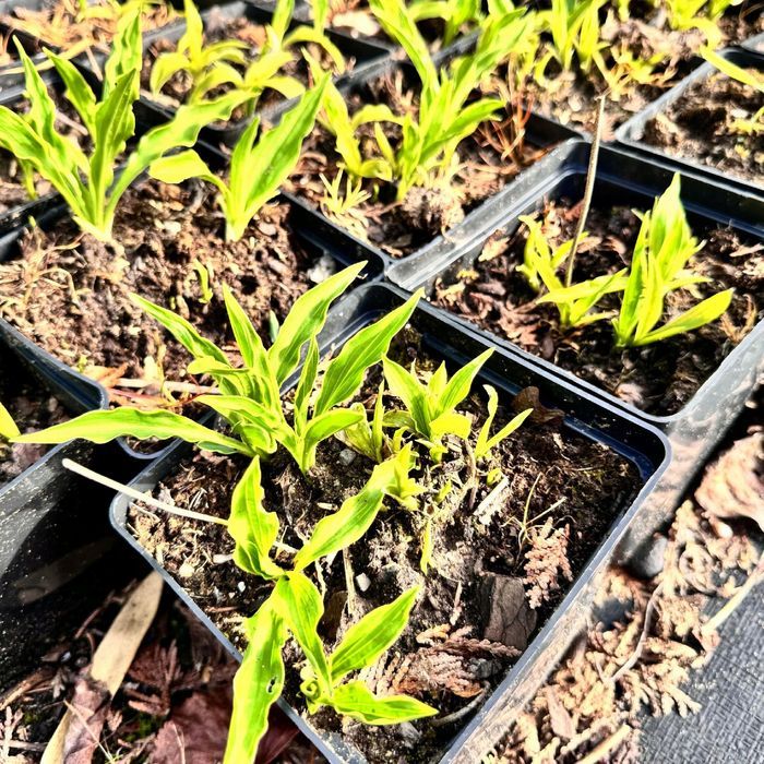 Funkia Hosta 'Stiletto' Miniaturka Doniczka 2.0L