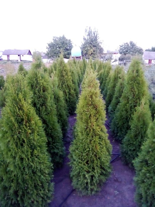 Туя Смарагд – відмінна якість, гарна ціна