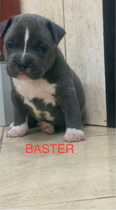 American Staffordshire Terrier. Zapraszamy do rezerwacji .