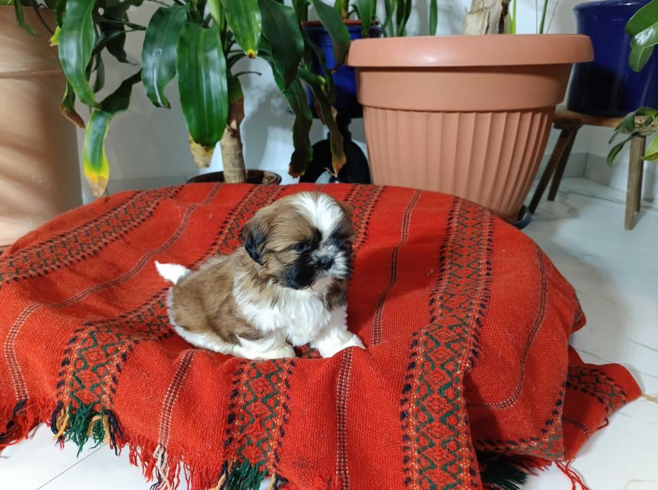 Shih Tzu suczka okolice Krakowa i Bochni