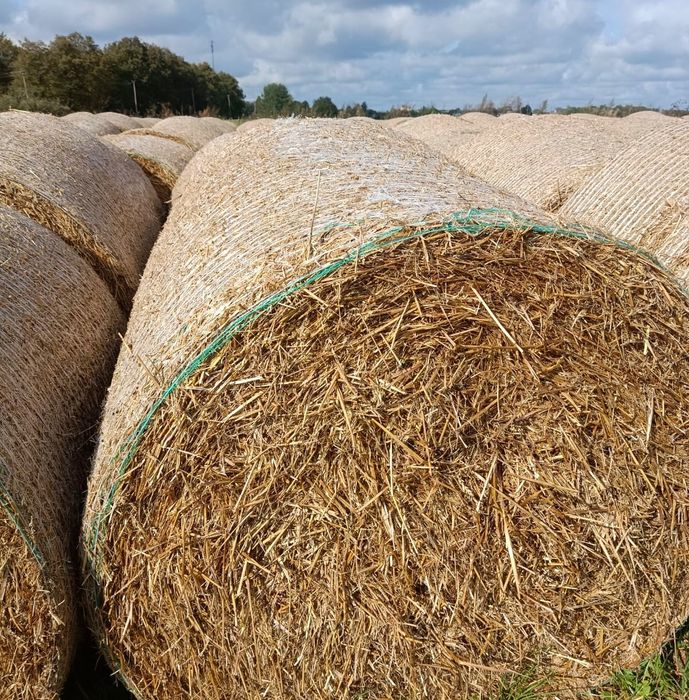 Cena z transportem 90zł/szt. Słoma pszeniczną bele 125