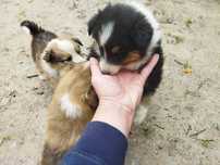 Owczarek szkocki  collie długowłosy