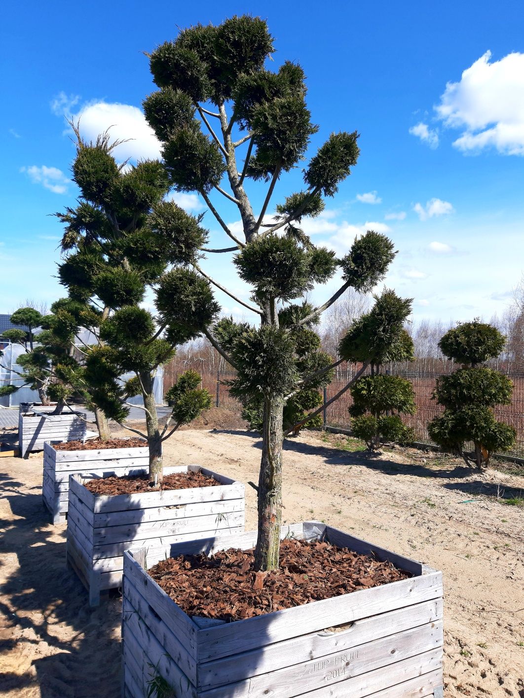 Bonsai layland sosna czarna 280-350cm (szmaragd,katalpa,laurowiśnia)