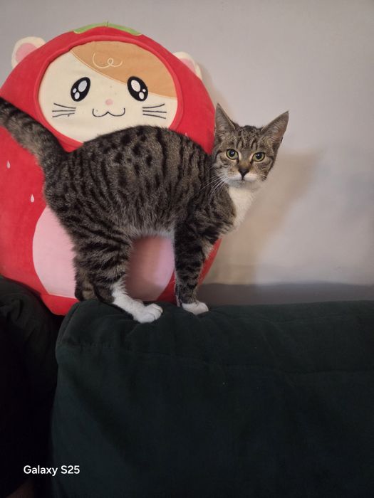 Oddam kotka młodziutki