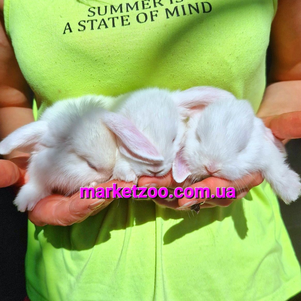 Карликовые мини мiнi mini lop кролики декоративные баранчик вислоухий