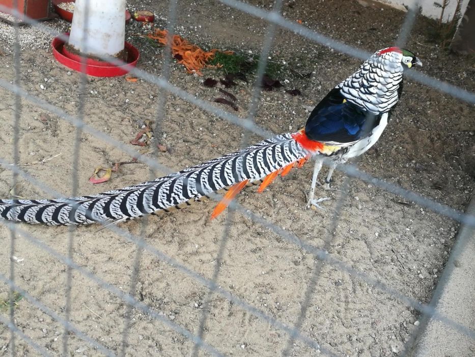 Sprzedam bażanty diamentowe