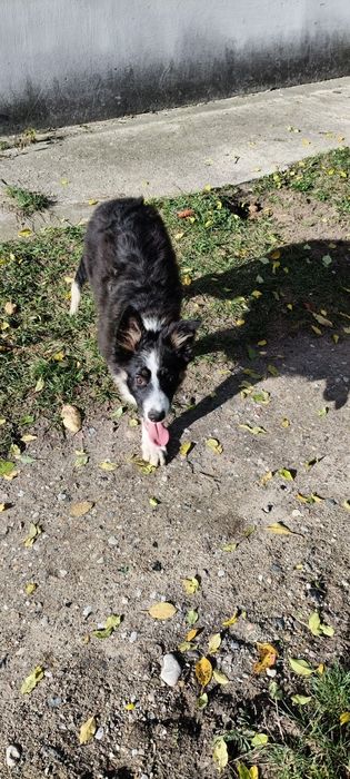 Border Collie ur.09. 06. 2025
