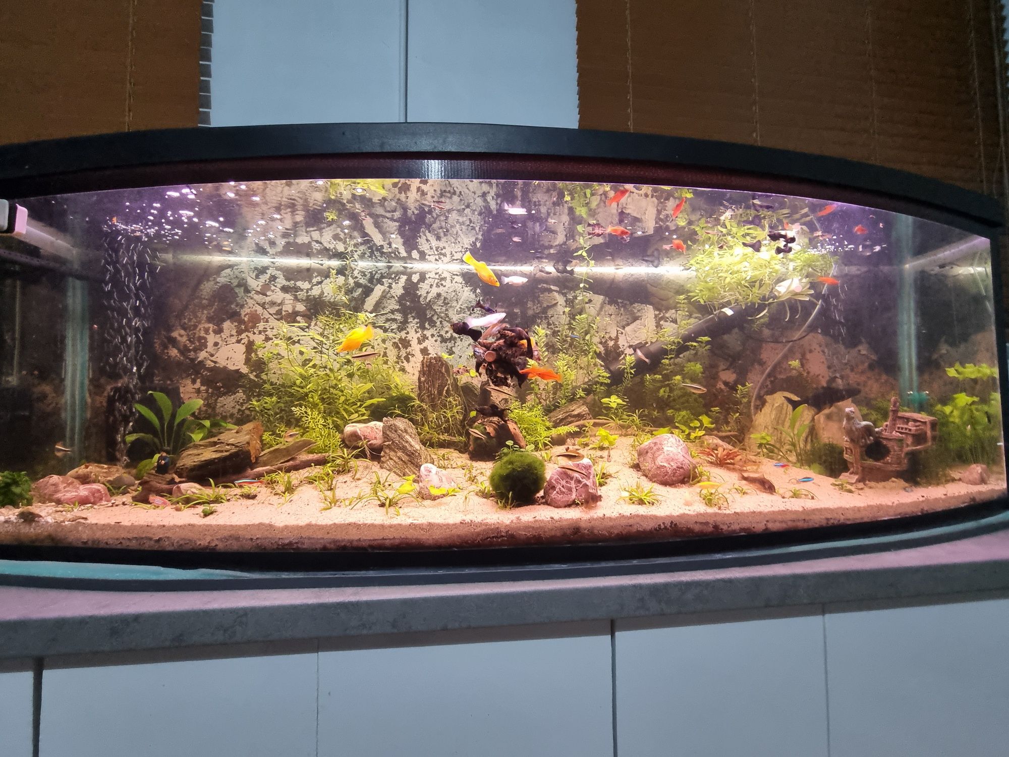 Akwarium 330L panoramiczne + filtr – solidna baza pod projekt