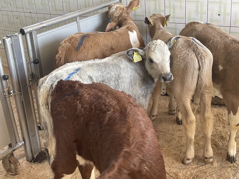Cielaki mięsne byczki jałóweczki