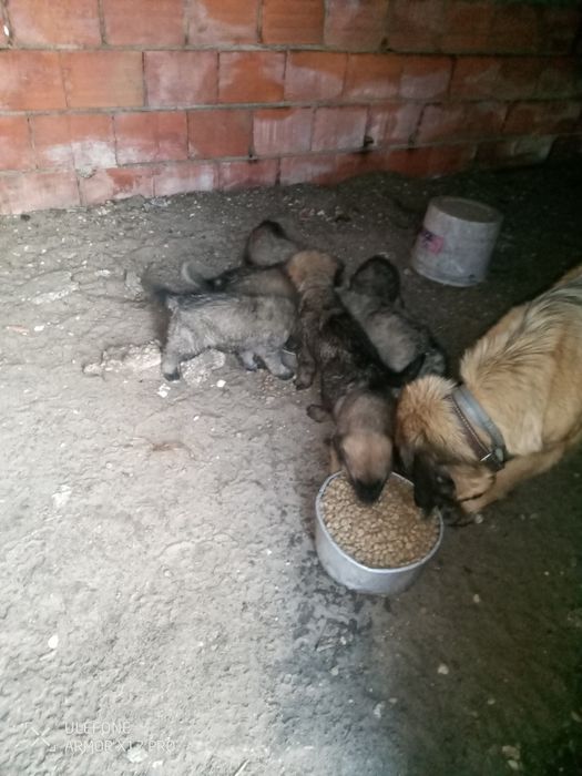 Cães Serra da estrela