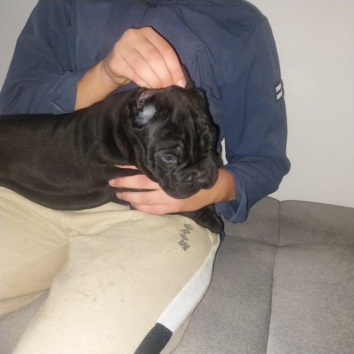Cane corso piesek