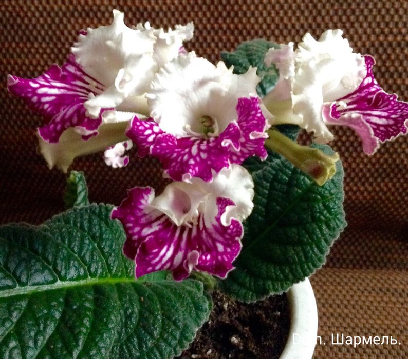 Стрептокарпусы детки.