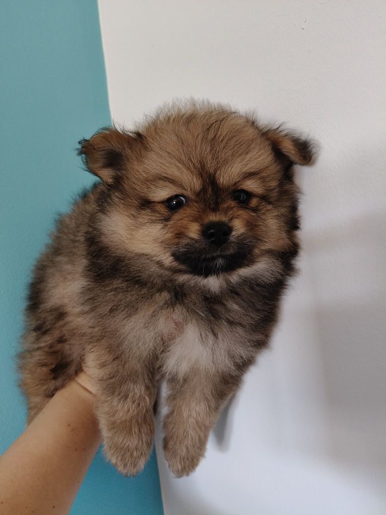 Spitz alemão masculino