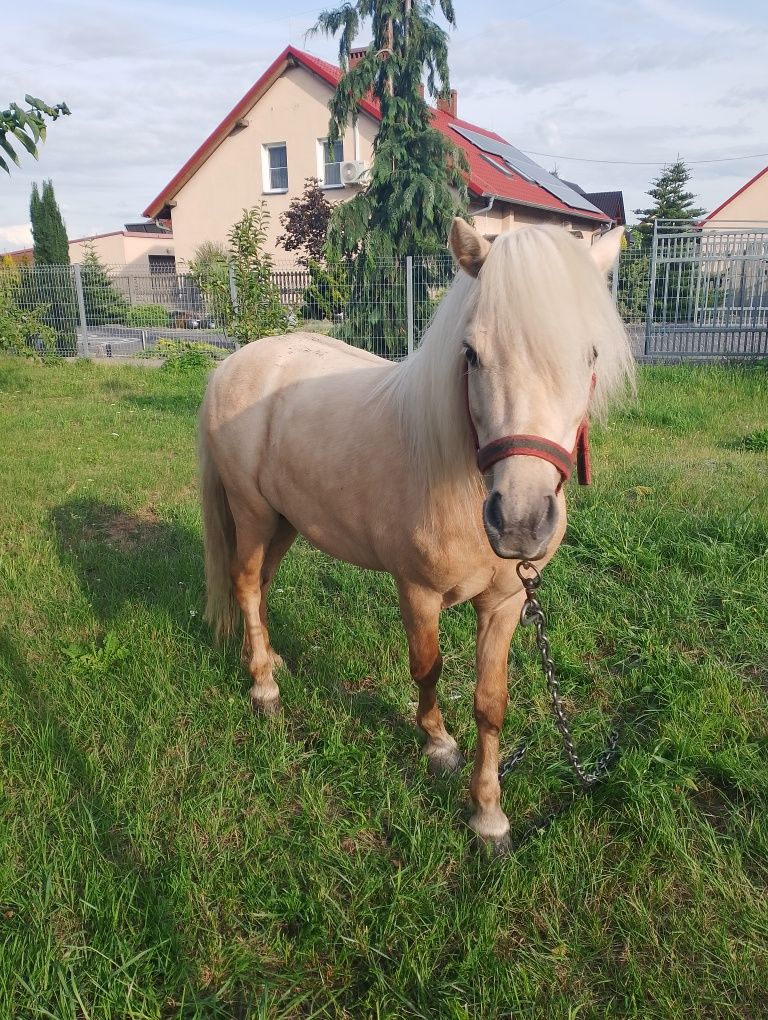 Sprzedam kuca ogiera