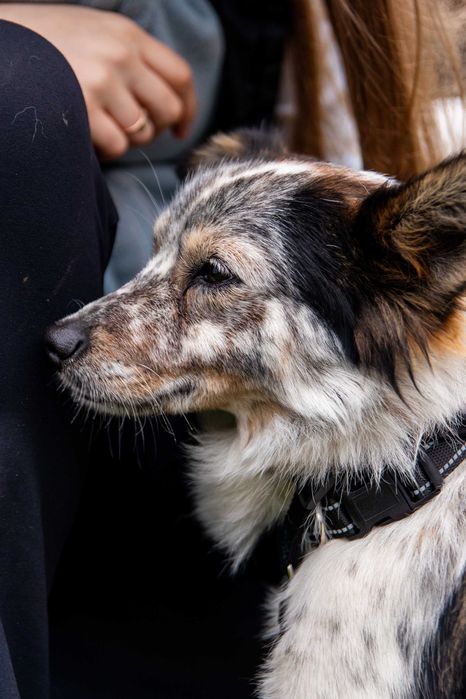 Dwie kruszynki przyjacielskie czekają na dom