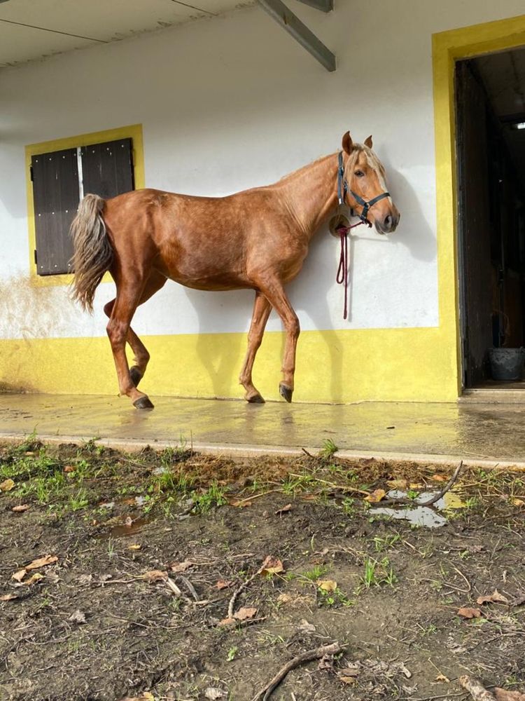 Egua poldra 2anos e meio